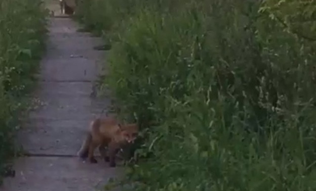 В Кирово-Чепецке местные жители встретили дикого лисёнка