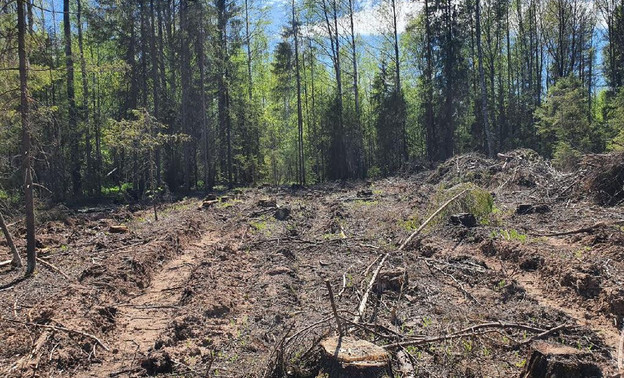 Жителя Яранского района оштрафовали за незаконную рубку леса