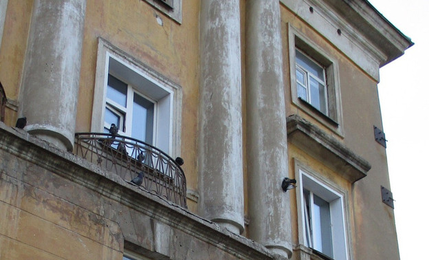 На фасад дома по Октябрьскому проспекту кировчанин вывешивает мёртвых голубей