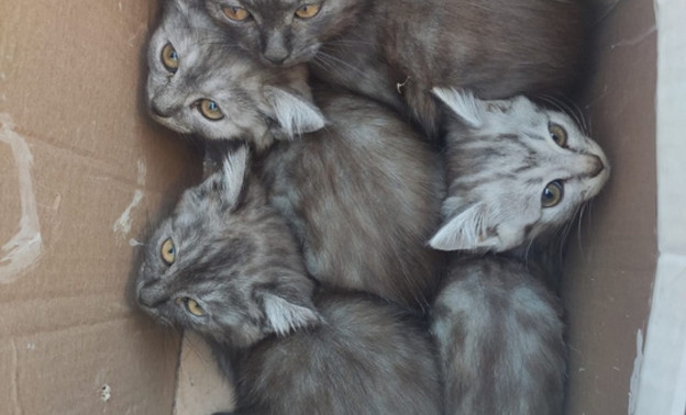 Сотрудники Куприт нашли возле мусорных контейнеров котят и помогли найти им новый дом