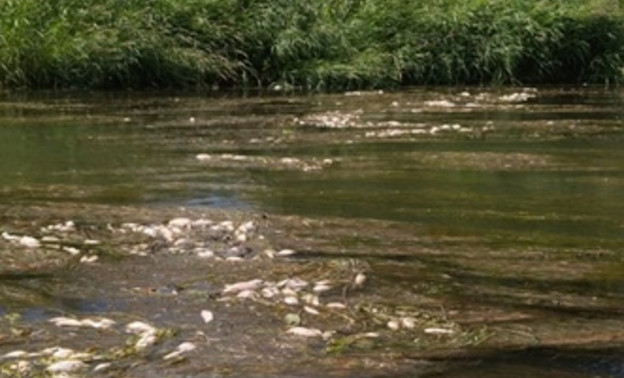 В одной из рек Немского района массово погибла рыба