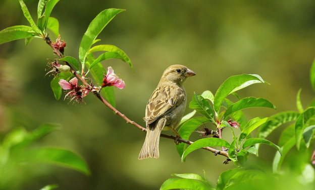На территории Кировской области появятся гнездовые платформы для редких видов птиц