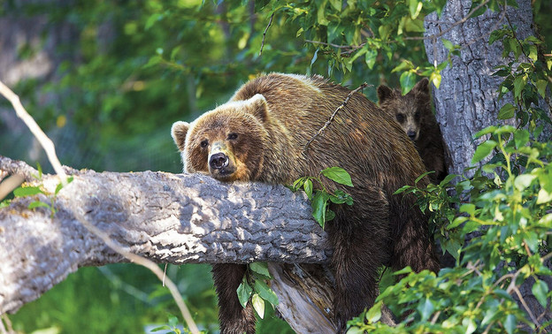 Сезон охоты на медведя в Кировской области откроют в конце марта