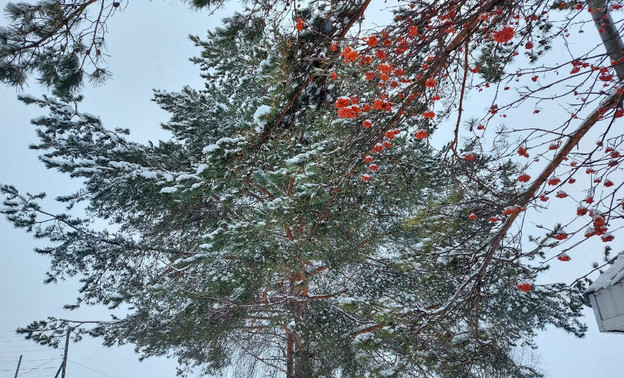 Погода в Кирове 21 января: пасмурно и небольшой снег