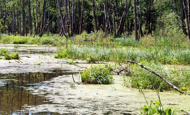 В Афанасьевском районе нашли заблудившихся на болотах сборщиков чаги