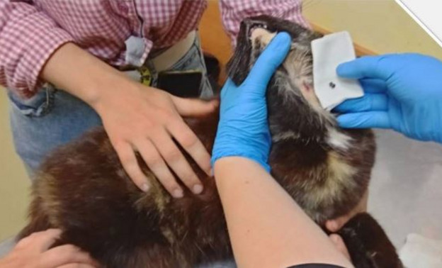Кировские ветеринары во время вакцинации обнаружили в шее у кошки пулю
