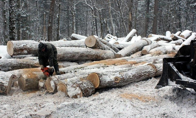 За незаконную рубку леса в Кировской области с мужчины взыскали почти 11 млн рублей