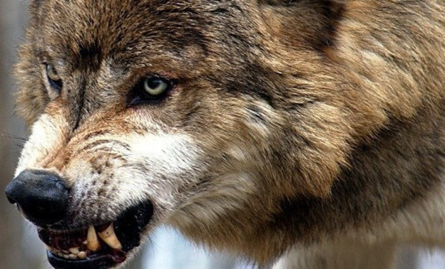 В Мурашинском районе волк напал на грибника