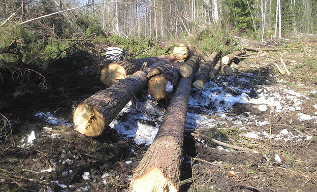 У полигона в Осинцах в зелёной зоне вырубили лес на 6 млн рублей