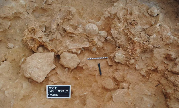 В Испании обнаружили коллекцию черепов рогатых животных, которой 40 тысяч лет