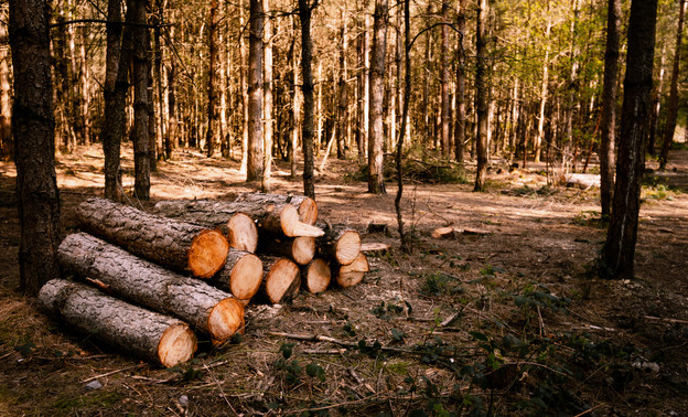 Жителя Кировской области обязали выплатить почти 17 млн рублей за незаконную рубку леса