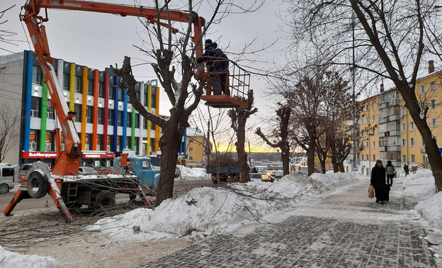 На улице Горького в Кирове омолодили деревья