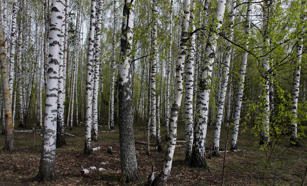 В Кировской области усилят контроль за пожарной обстановкой в лесах