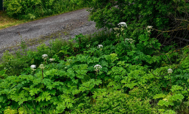 На региональных дорогах Кировской области почти полностью убрали борщевик