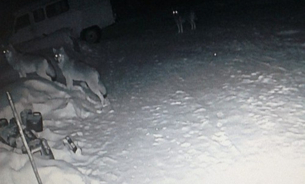 В Подосиновском районе стаи волков вплотную подошли к жилым домам