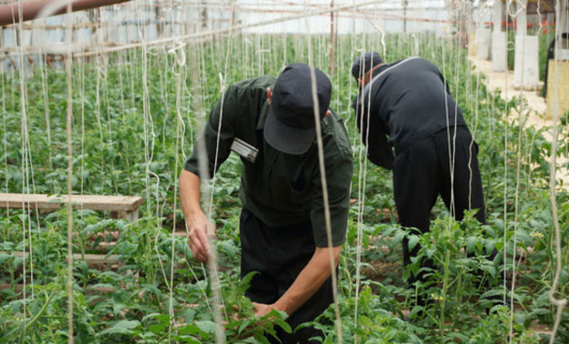 Заключенные Кировской области становятся знатными садовниками