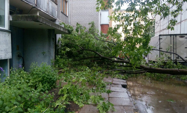 В центре Кирова у дома упало дерево