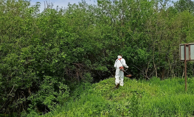 В четырёх районах Кировской области уничтожат борщевик в ближайшее время