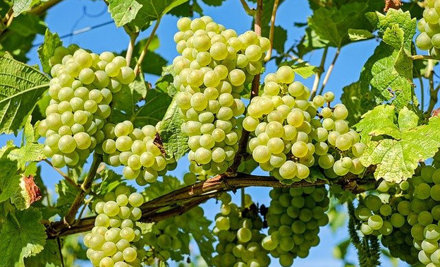 Стоимость винограда в России увеличится на 30%. Из-за этого подорожает вино