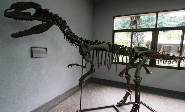 Палеонтологический музей в Котельниче собирает пожертвования, чтобы не закрыться