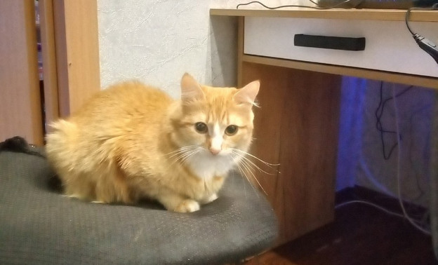 Выброшенная в Котельничском районе кошка обрела дом