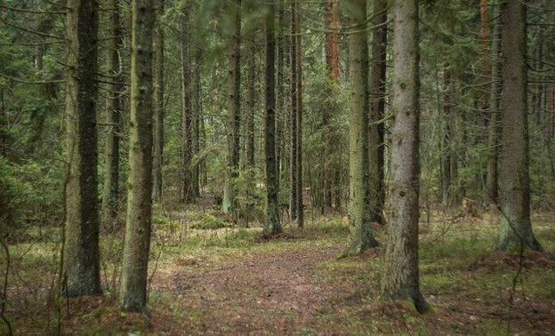 В Юрьянском районе четвертый день ищут заблудившуюся в лесу пенсионерку