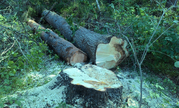 Следователи возбудили уголовное дело из-за вырубки деревьев на кладбище в Великорецком