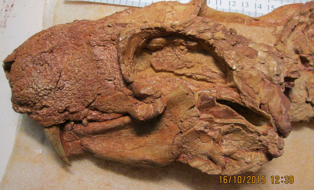 В Кировской области палеонтологи впервые нашли останки древнего Горынычуса