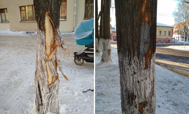 Буквально в труху. В центре Кирова при вывозке снега повредили деревья