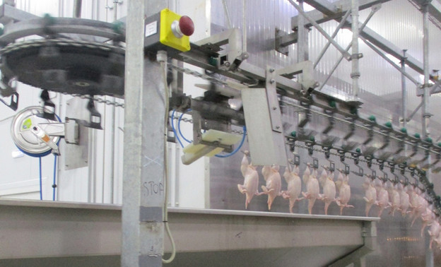 Кировское предприятие начнёт поставлять мясо птицы в страны Африки