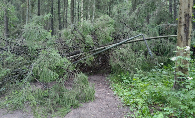 В Дендропарке дерево упало на фонарный столб