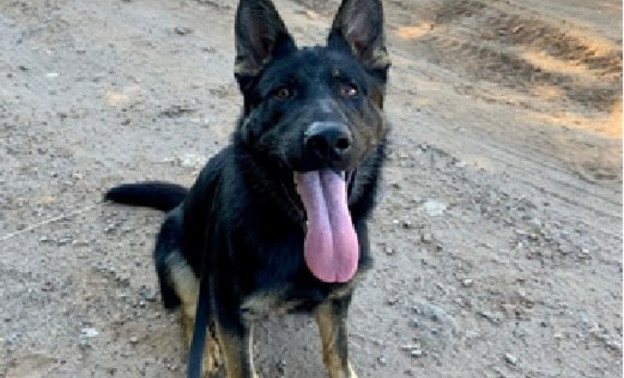 Полиция Кировской области ищет новых хозяев для служебной собаки