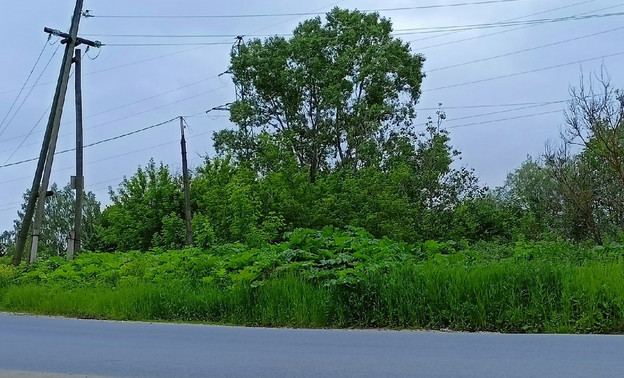 В Кировской области начали убирать борщевик с обочин дорог