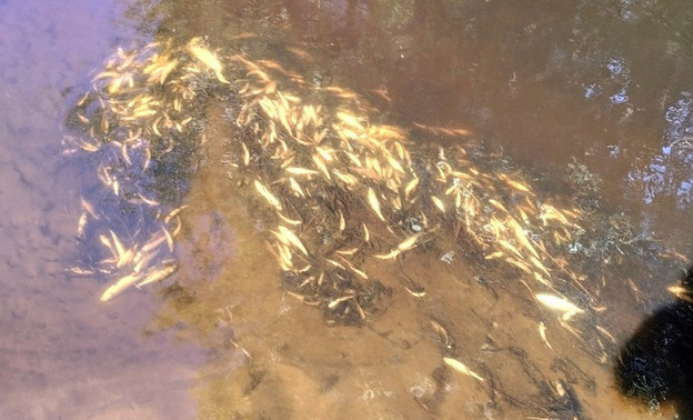 В одной из рек в Кирове обнаружили мёртвых рыб