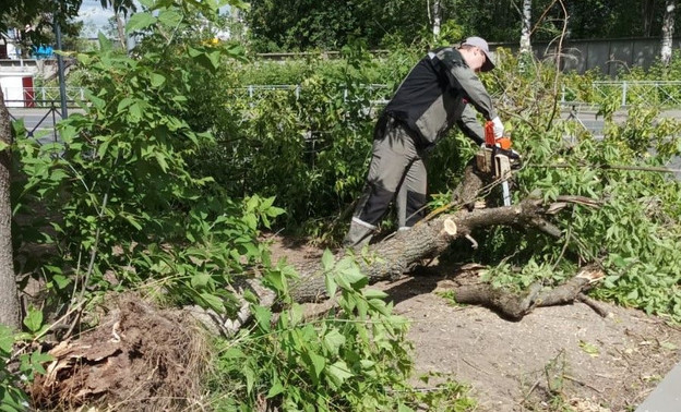 В Кирове хотят убрать более 10 тысяч стволов