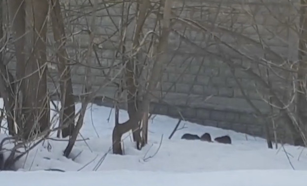 Кировчане сняли на видео стаю огромных крыс на улице Азина