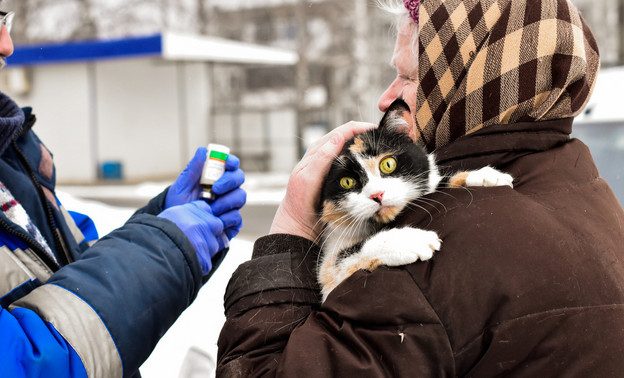 Жители Ленинского района города Кирова смогут привить домашних животных от бешенства