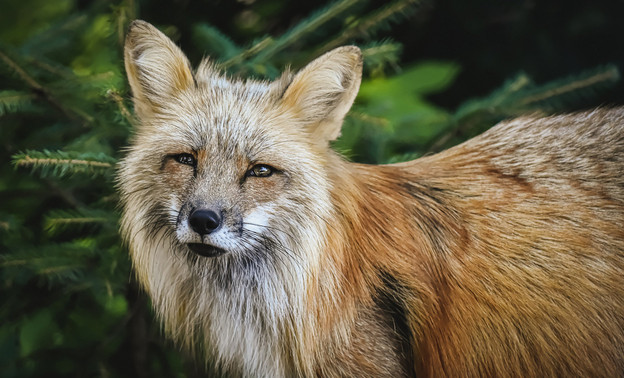 В Кировской области из-за превышения численности волка, лисицы и медведя охотникам разрешили их добычу по новому плану