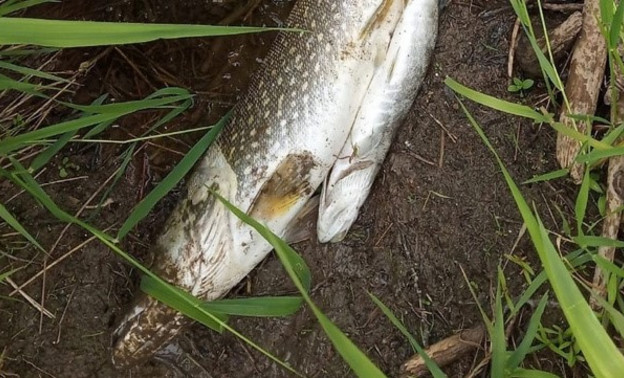 В реке Коса в Кировской области после загрязнения воды погибла рыба