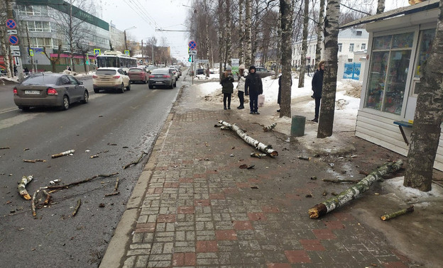 На улице Воровского сильный ветер повалил дерево на остановку