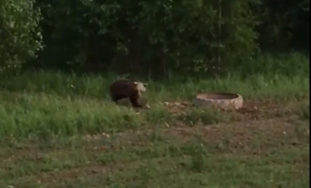 В лесу Кирово-Чепецкого района житель встретил двухцветного медведя. Видео