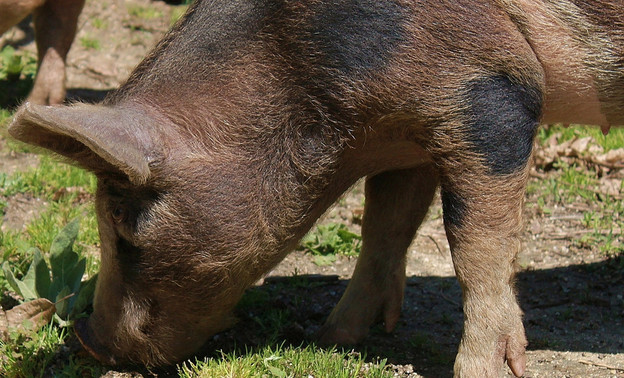 Глава Россельхознадзора предупредил о возможном распространении в области африканской чумы свиней