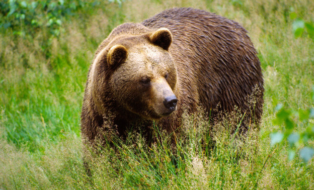 Стали известны новые подробности нападения медведя на человека в Верхнекамском районе
