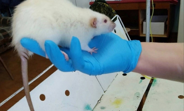 Кировские ветеринары спасли 11-месячную крысу