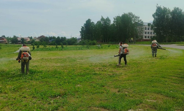 Кировские парки снова обрабатывают от клещей