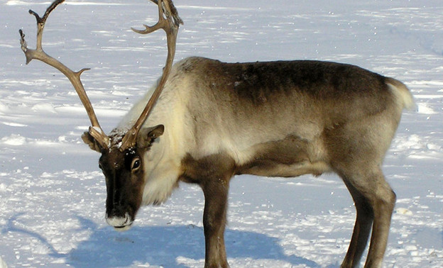 В Кировской области нашли трех северных оленей-нелегалов