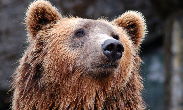«Мишки в лесу»: в заповеднике «Нургуш» сняли на видео двух медведей