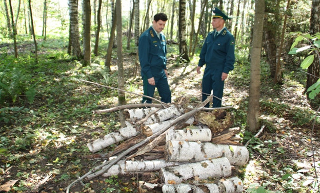 В Кировском лесу незаконно "срубили" более 27 тысяч рублей