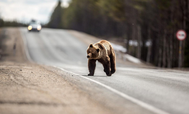 В июле автомобилисты в Кировской области сбили медведя, шесть лосей и косулю