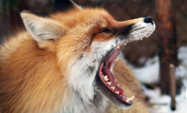 Бешеная лисица забежала в деревню в Кировской области
